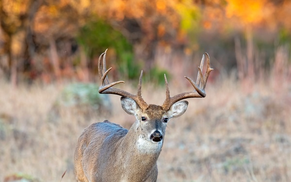 Record Elk Harvest, Aerial Hog Control Mark Successful Year at Fort Sill