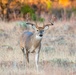 Record Elk Harvest, Aerial Hog Control Mark Successful Year at Fort Sill