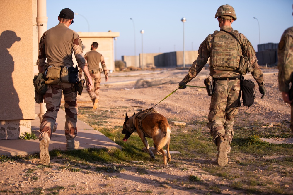 Coalition and K-9 Team Conduct Joint Explosive Detection Training