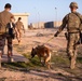 Coalition and K-9 Team Conduct Joint Explosive Detection Training