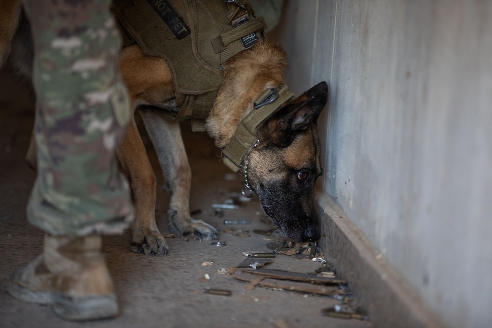 Coalition and K-9 Team Conduct Joint Explosive Detection Training