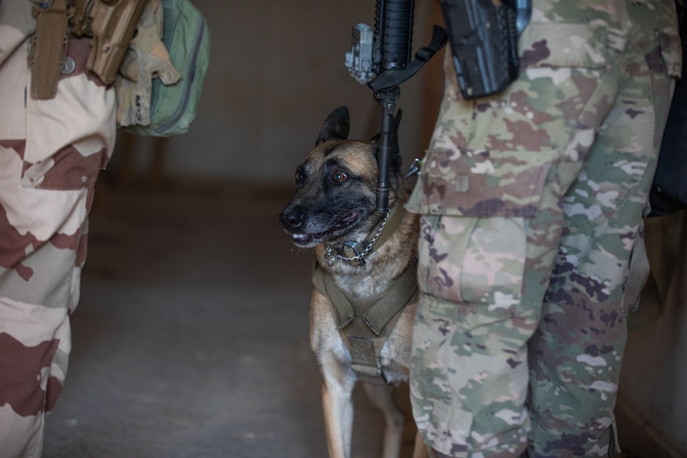 Coalition and K-9 Team Conduct Joint Explosive Detection Training