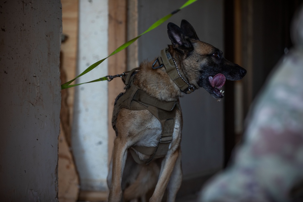 Coalition and K-9 Team Conduct Joint Explosive Detection Training