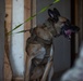 Coalition and K-9 Team Conduct Joint Explosive Detection Training
