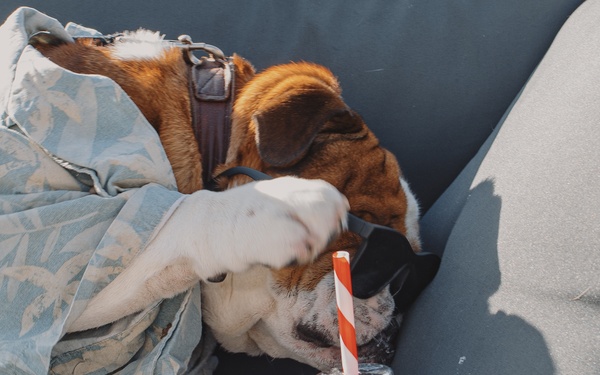 Bruno Takes Annual Leave