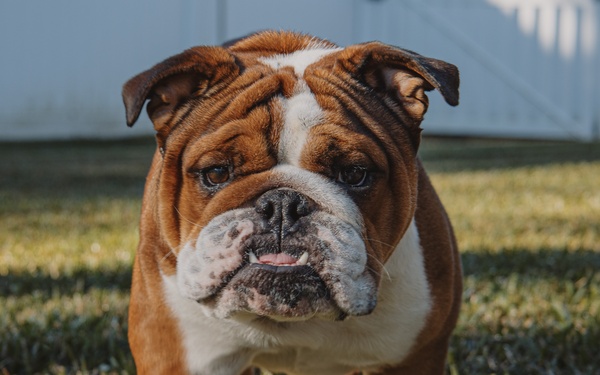 Bruno Takes Annual Leave