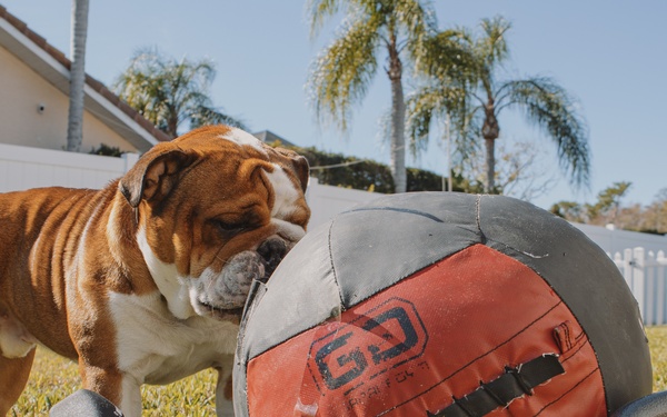 Bruno Takes Annual Leave