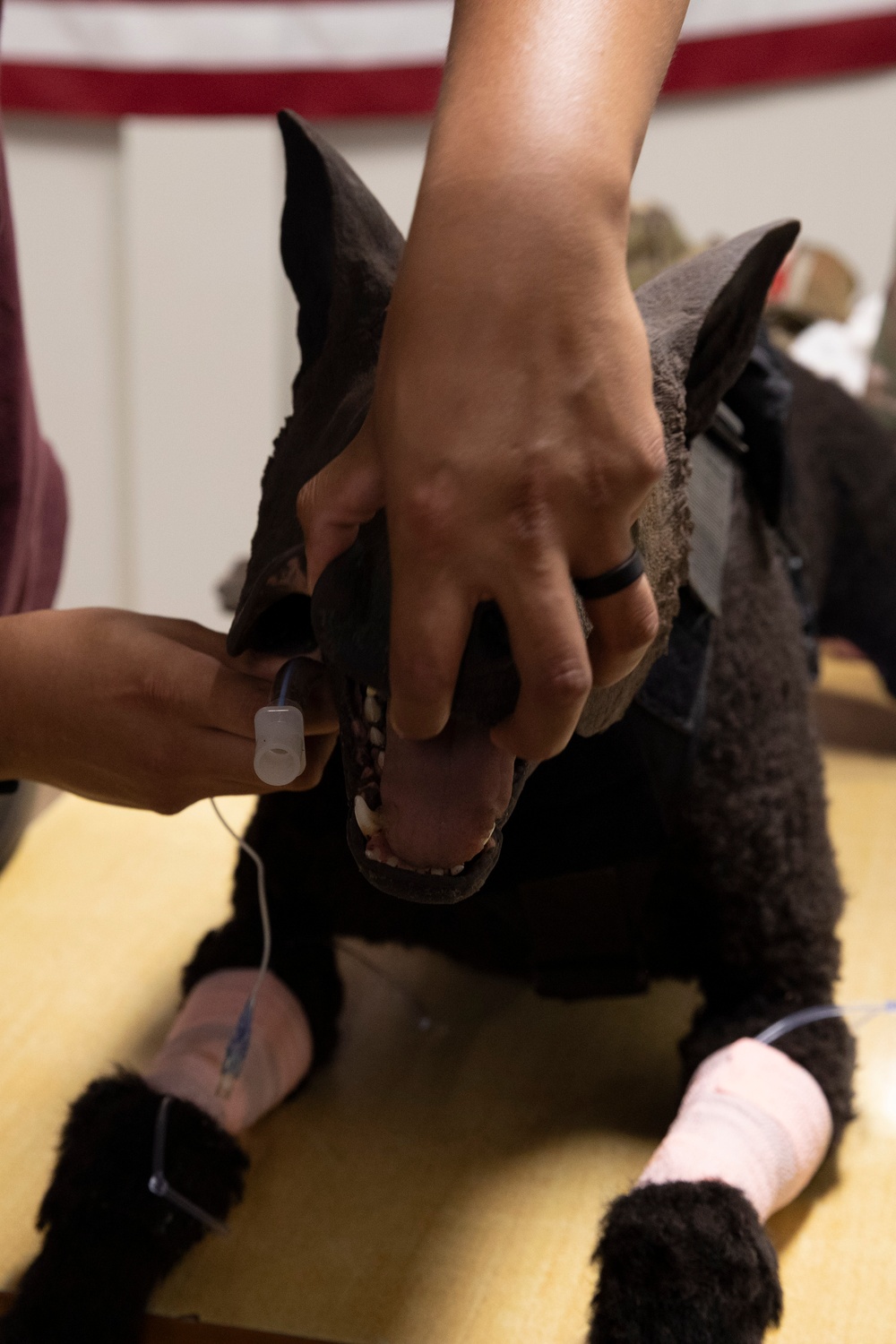 Canine TCCC