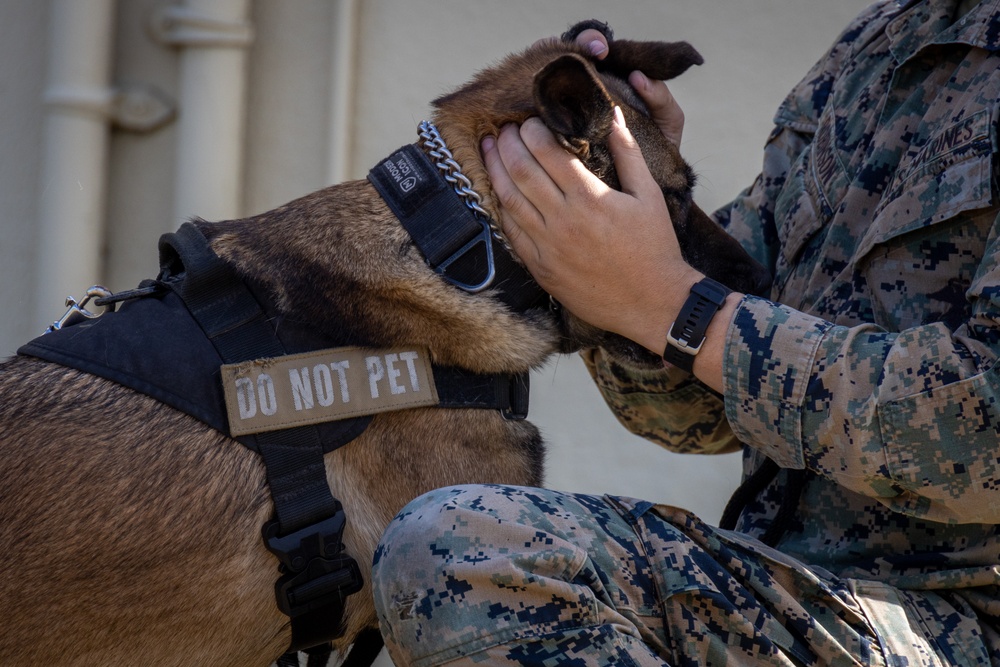 MCAS Miramar MWDs Detect Contraband during Exercise