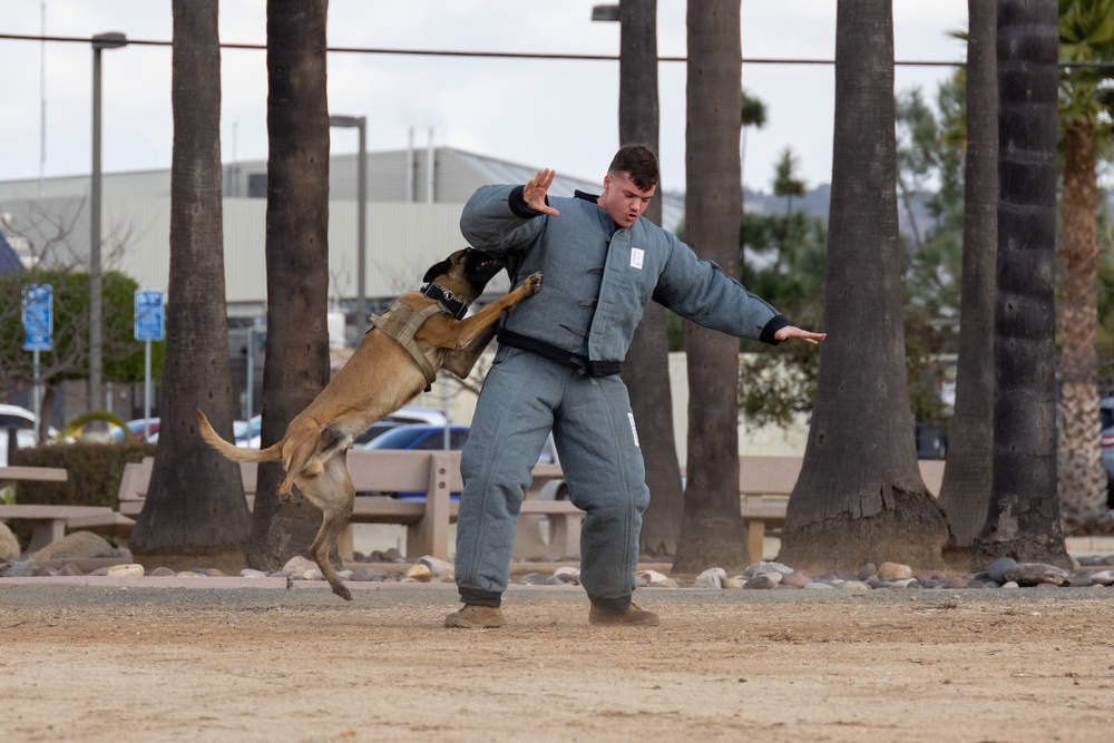 MCAS Miramar MWDs Detect Contraband during Exercise