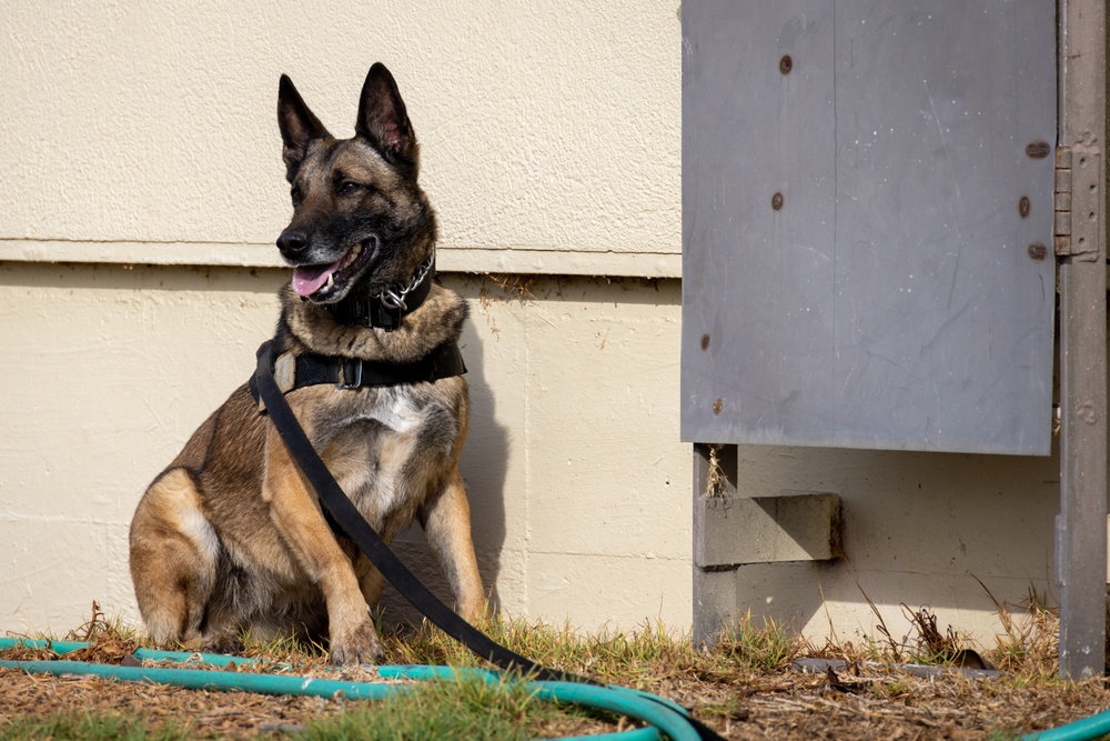 MCAS Miramar MWDs Detect Contraband during Exercise