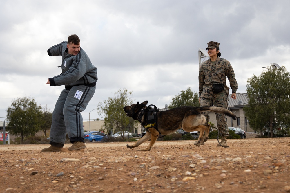 MCAS Miramar MWDs Detect Contraband during Exercise