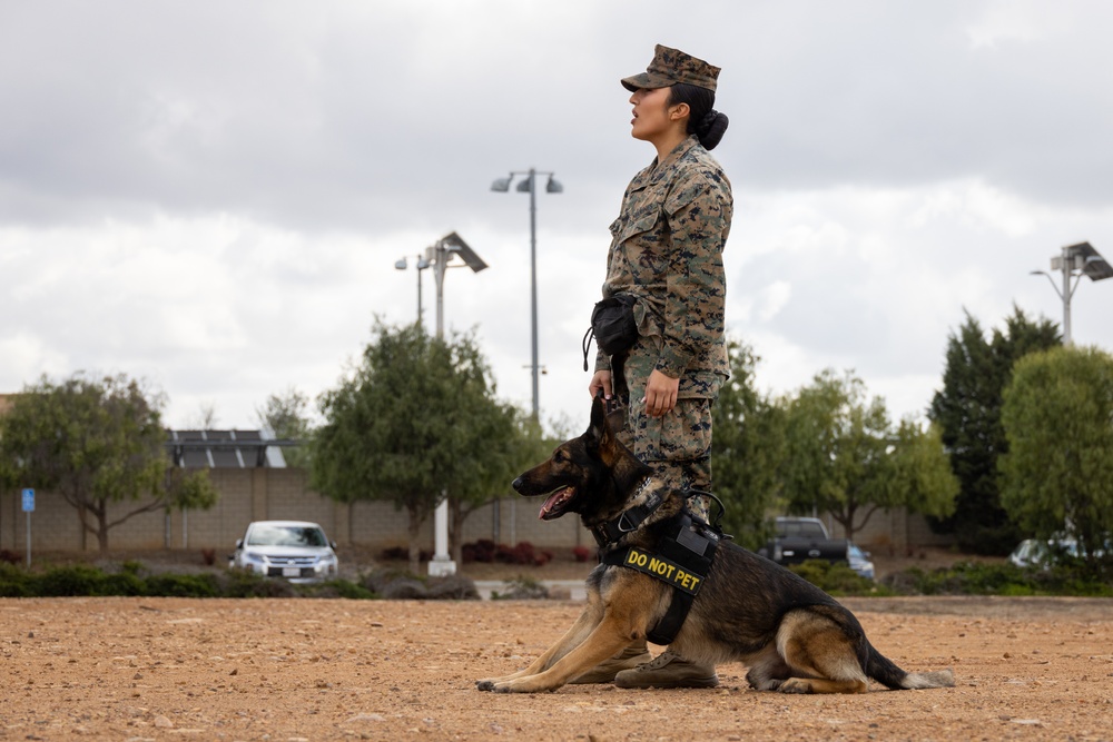 MCAS Miramar MWDs Detect Contraband during Exercise