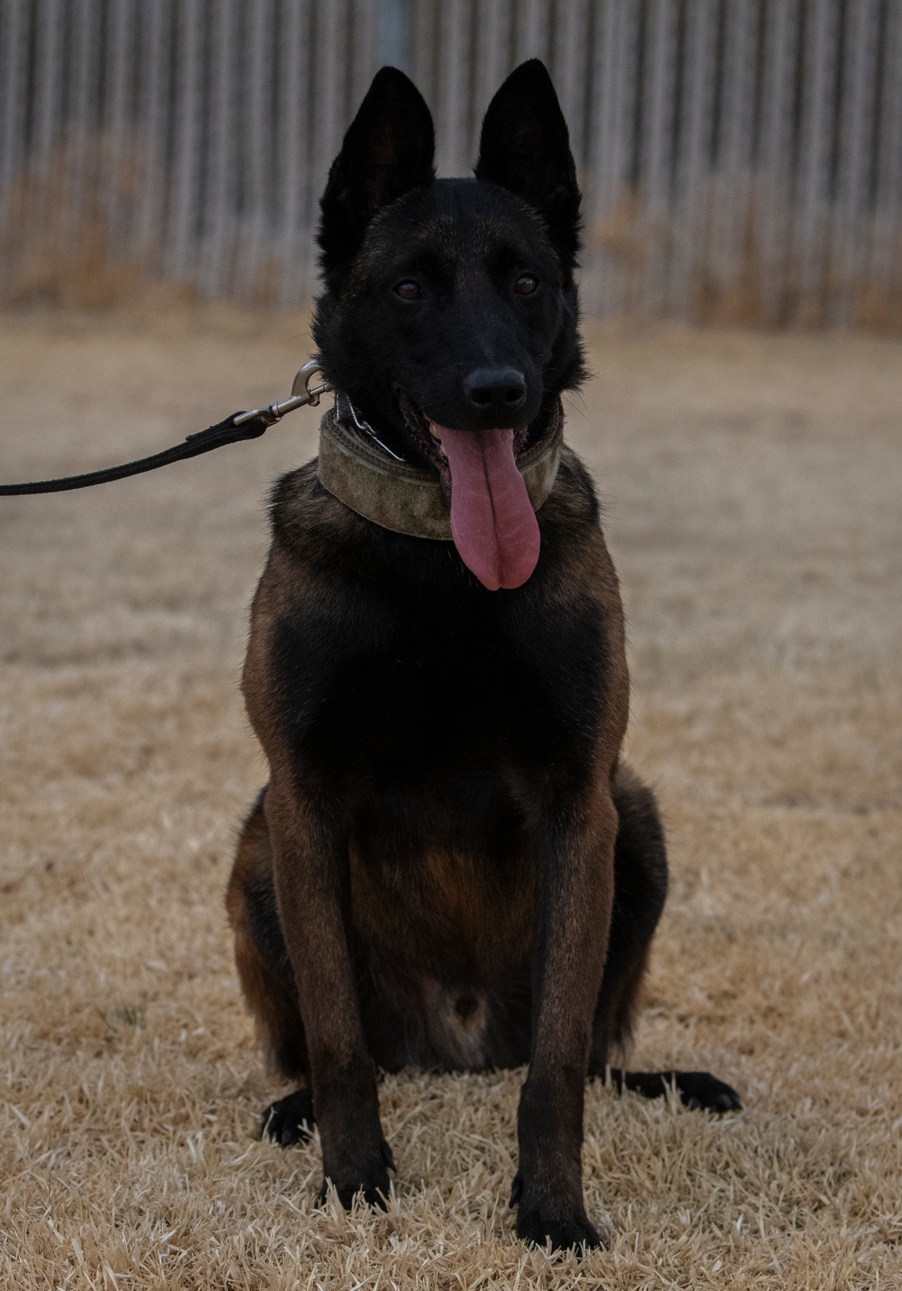 412th SFS MWD Training