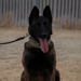 412th SFS MWD Training