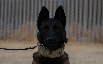 412th MWD Training