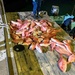 Coast Guard detains 11 Mexican fisherman, seizes 1,595 pounds of illegally caught fish and 9 sharks off Texas