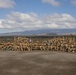 3d LCT| Infantry Battle Course at Pohakuloa