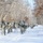 Air National Guard Arctic Training - Field Training Day 5
