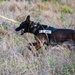 K9 and EOD Joint Training Exercise