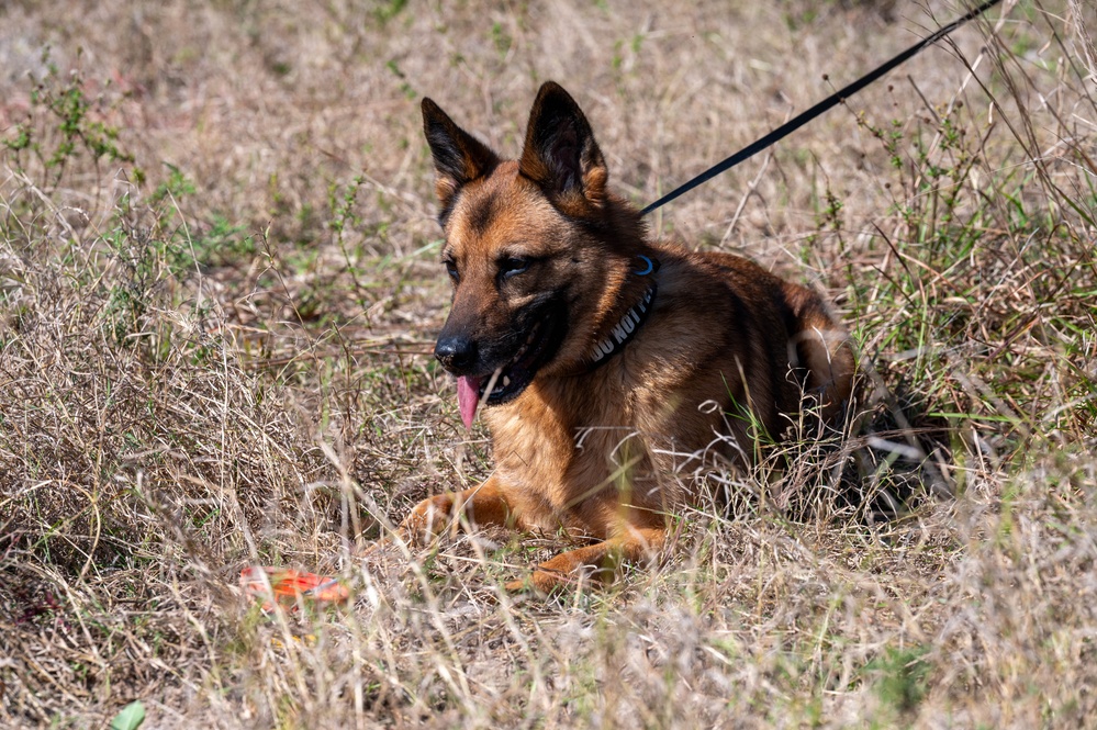 K9 and EOD Joint Training Exercise