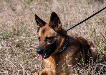 K9 and EOD Joint Training Exercise