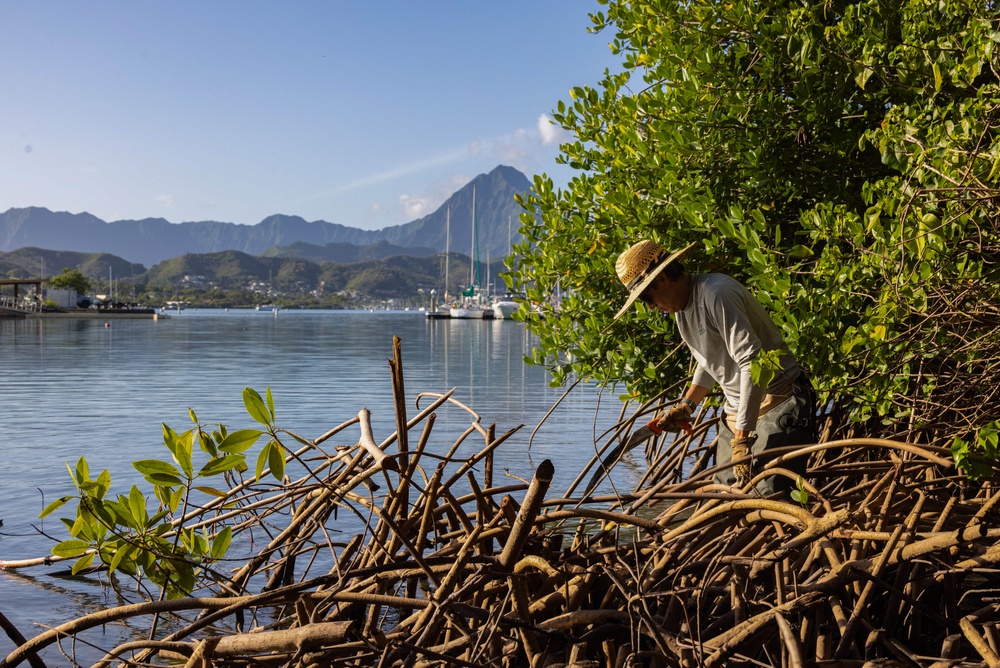 Marina Cove Mangrove Clear and Clean