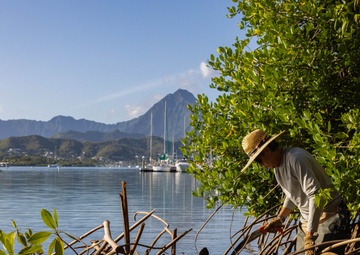 Marina Cove Mangrove Clear and Clean