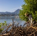 Marina Cove Mangrove Clear and Clean