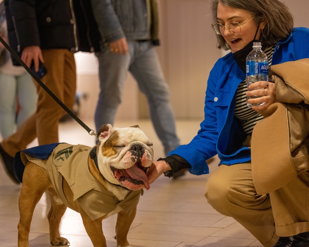 Chesty XVI attends the Westminster Kennel Club Dog Show