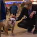 Chesty XVI attends the 149th Westminster Kennel Club Dog Show