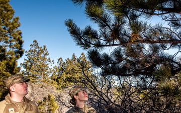 Cadets tackle mistletoe mitigation to fight forest decline