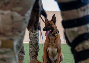 378th ESFS hosts bilateral K9 training with host nation