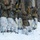 Marines with 3/5 participate in Avalanche Rescue Class during MTX 1-25 Marines with 3/5 participate in Avalanche Rescue Class during MTX 1-25