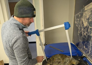 NAVFAC Southeast Responds to Cold-Stunned Sea Turtles at NAS Corpus Christi