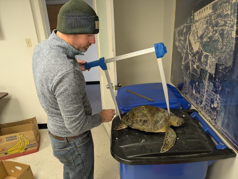 NAVFAC Southeast Responds to Cold-Stunned Sea Turtles at NAS Corpus Christi