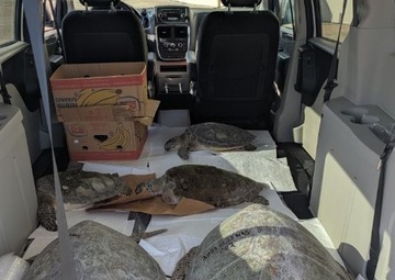 NAVFAC Southeast Responds to Cold-Stunned Sea Turtles at NAS Corpus Christi