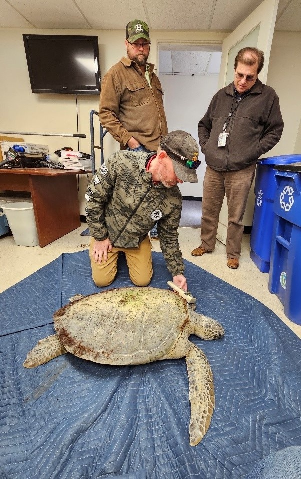 NAVFAC Southeast Responds to Cold-Stunned Sea Turtles at NAS Corpus Christi