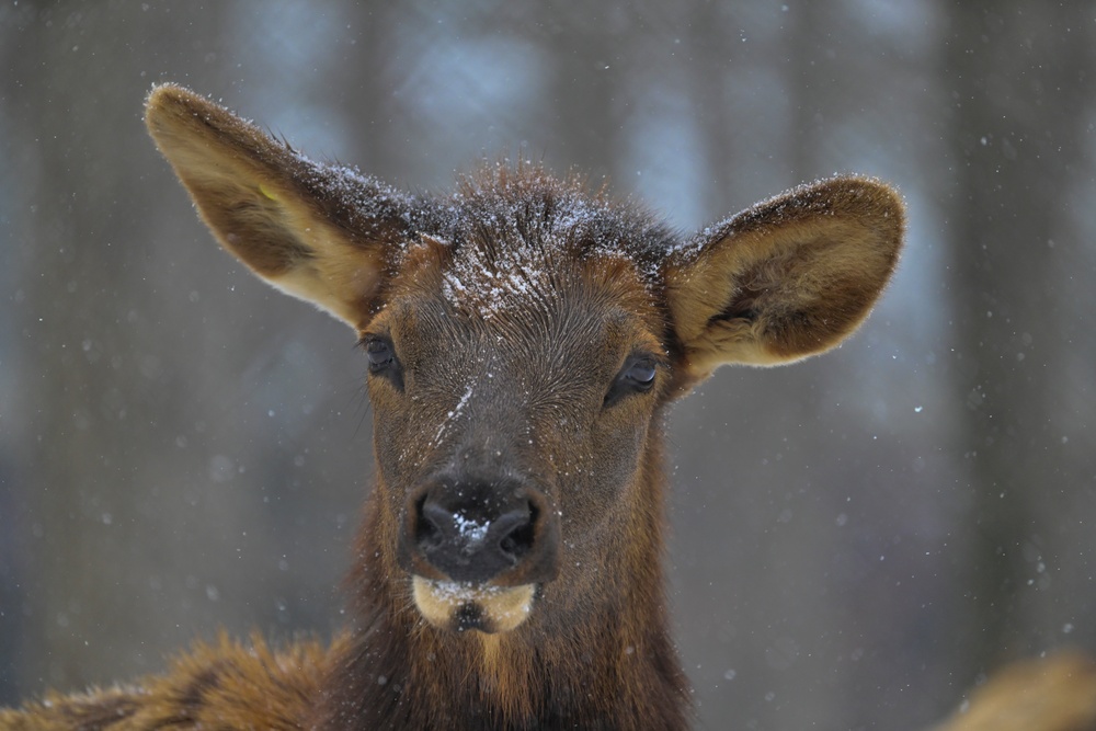 Snowy day on DLA's DSCR