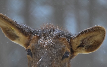 Snowy day on DLA's DSCR