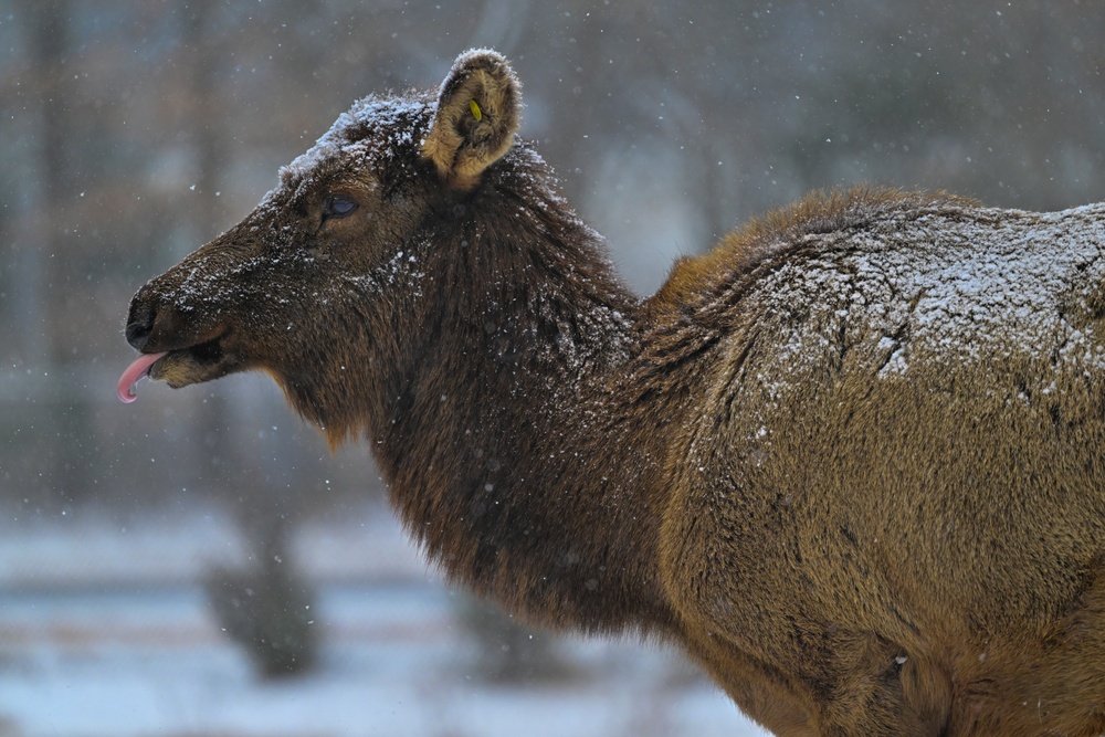 Snowy day on DLA's DSCR