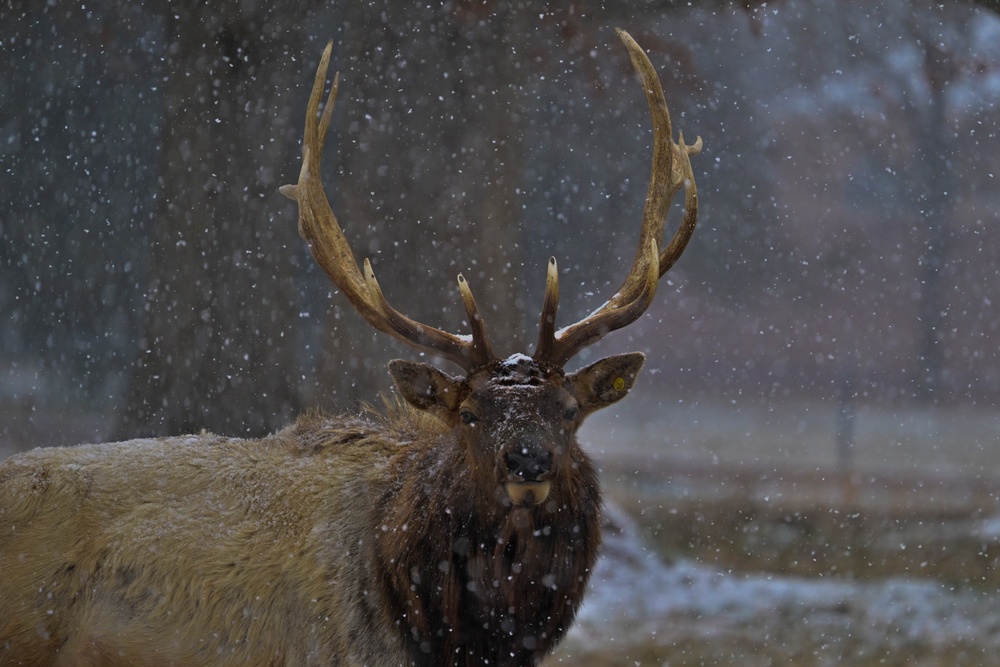 Snowy day on DLA's DSCR