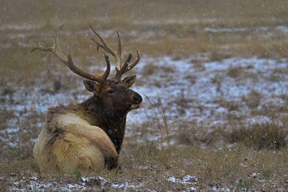 Snowy day on DLA's DSCR