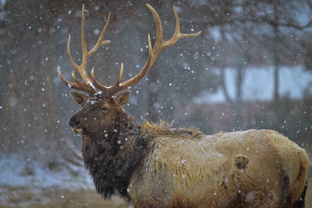 Snowy day on DLA's DSCR