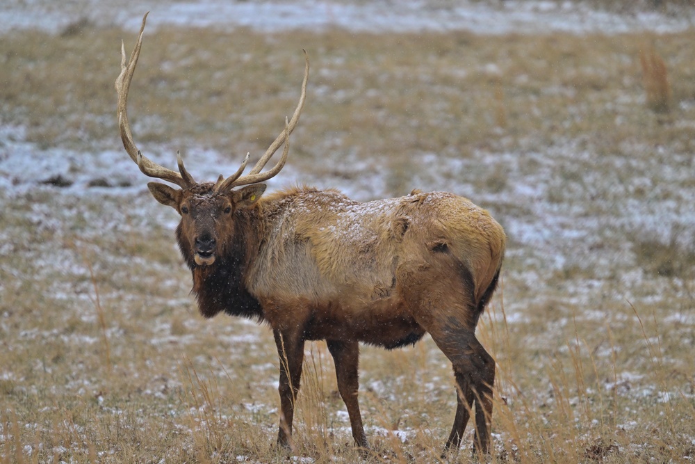 Snowy day on DLA's DSCR