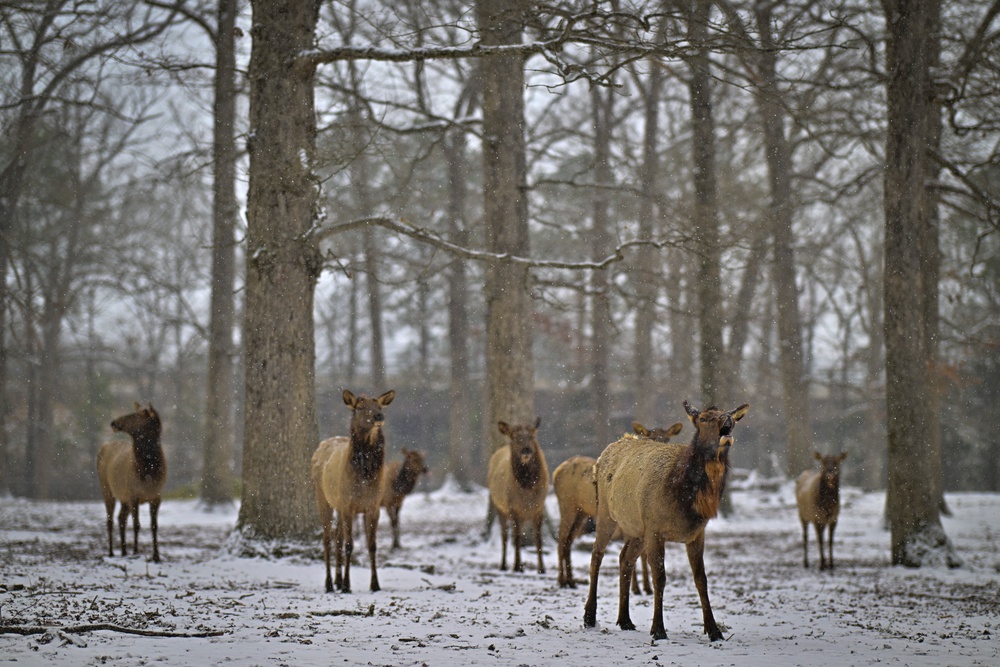 Snowy day on DLA's DSCR