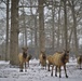 Snowy day on DLA's DSCR