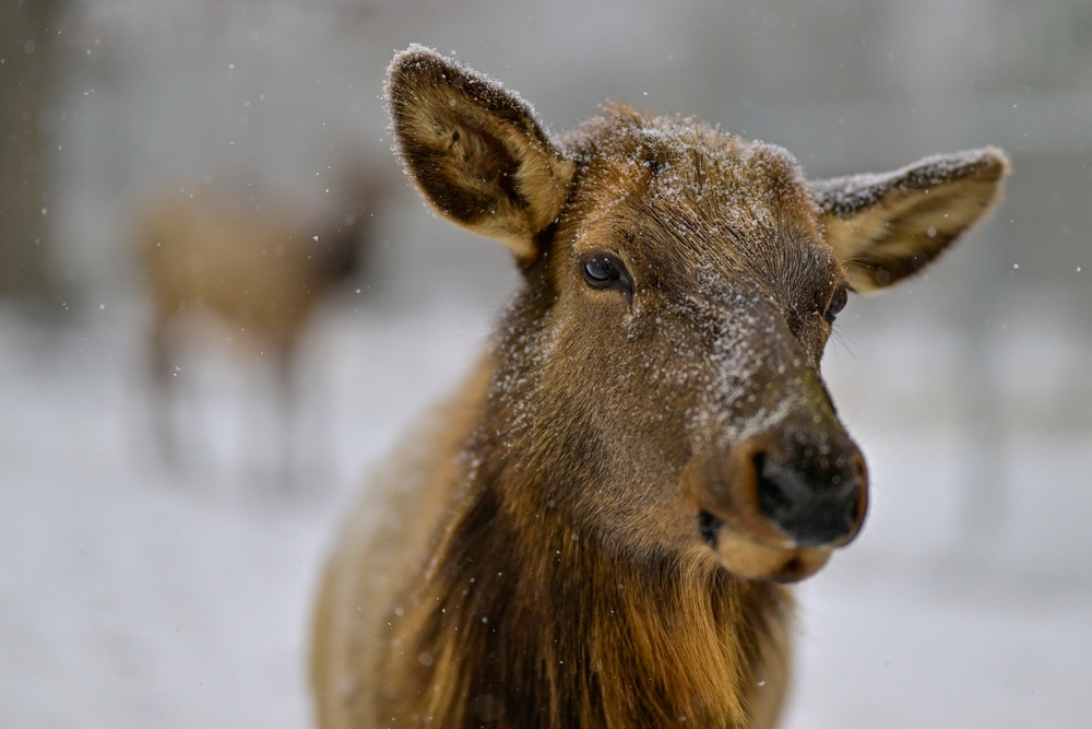 Snowy day on DLA's DSCR