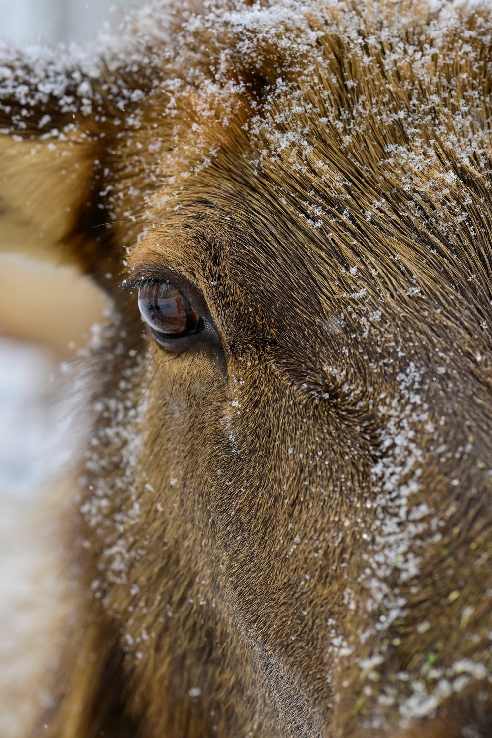 Snowy day on DLA's DSCR