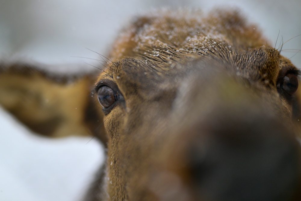 Snowy day on DLA's DSCR